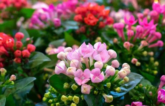 Kış Aylarında Evinizi Yeşillendiren Dayanıklı Bitkiler