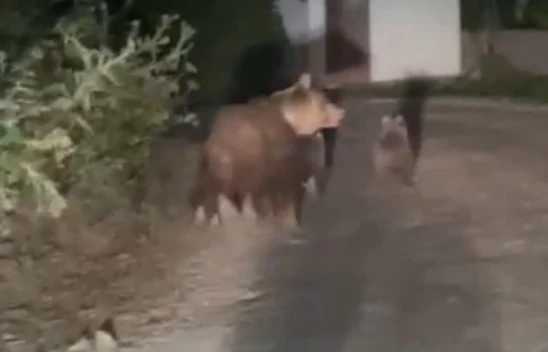 Kış Uykusuna Yatamayan Anne Ayı ve Yavruları Görüntülendi