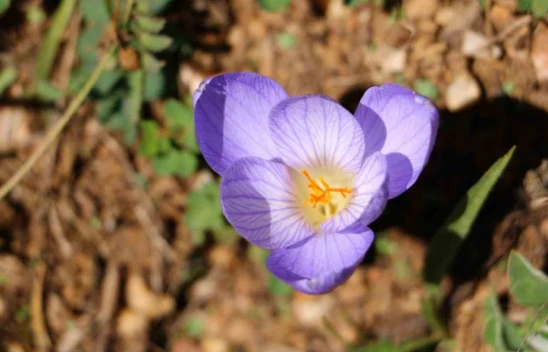 Vargit Çiçekleri Açtı