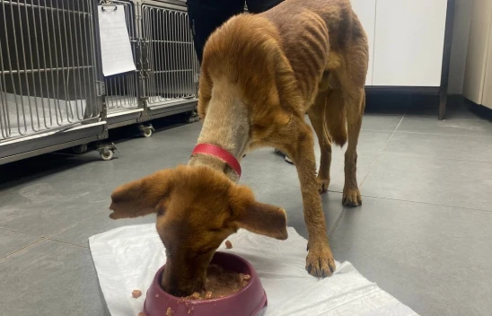 Köpek Ameliyatla Hayata Tutundu