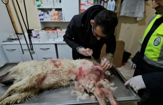 Köpekleri Vuran Şahıs Yakalandı