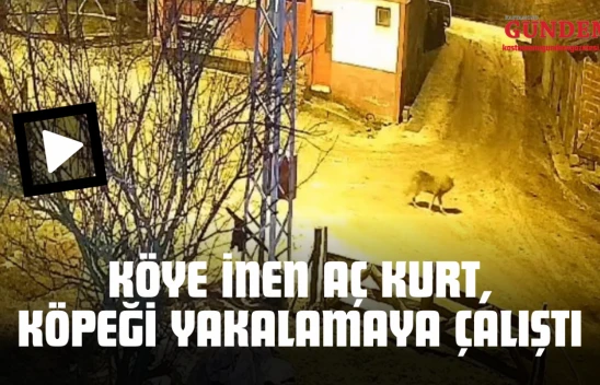 Köye İnen Aç Kurt, Köpeği Yakalamaya Çalıştı