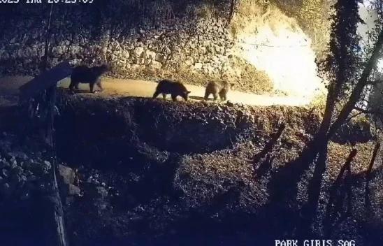 Köye İnen Ayılar ve Kurtlar Güvenlik Kamerasında!