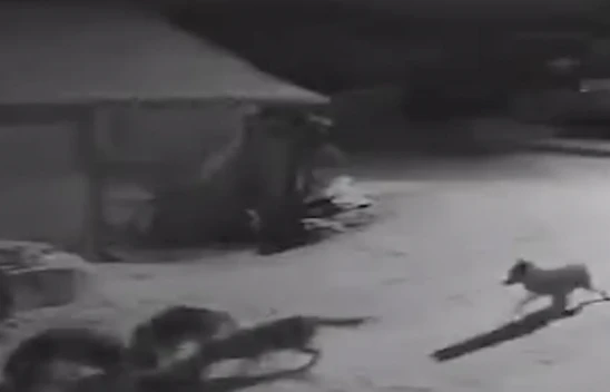 Köye İnen Kurtlar İnek Ve Köpeği Telef Etti