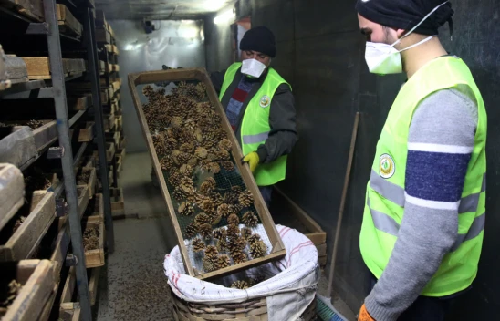 Kozalaklar Tohum İhtiyacını Karşılıyor