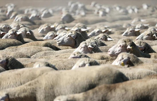 Küçükbaş Hayvan Satılacak