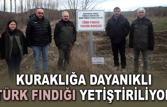 Kuraklığa Dayanıklı Türk Fındığı Yetiştiriliyor