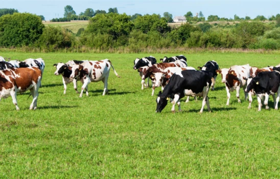 Kurbanlık Sevkinde Uyulacak Kurallar Belirlendi