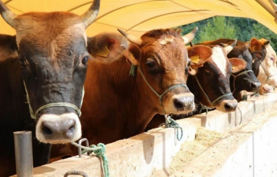 Kurbanlıkta kilo fiyatı belirlendi