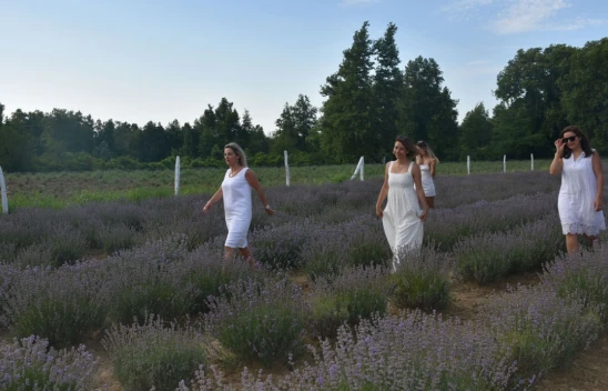 Lavanta tarlasına yoğun ilgi