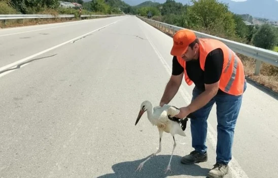 Leylek Tedavi Altına Alındı