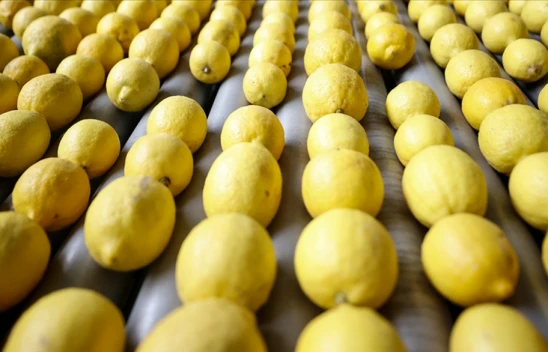 Limon İhracatı Durdurulacak