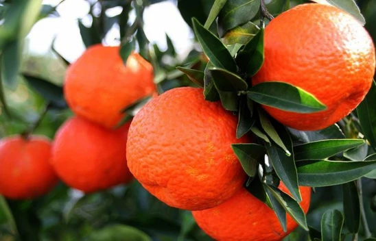 Mandalina Kabuğunun Bu Kullanımını Öğrenen Çöpe Atmıyor