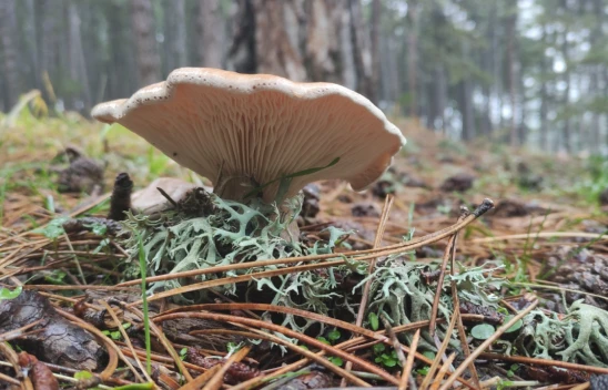 Mantar Zehirlenmesinin Sonuçları Organ Yetmezliğine Kadar Gidebilir