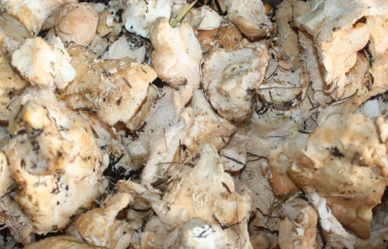 Mantardan Ekonomiye Büyük Katkı