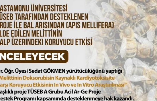 Melittinin Kalp Üzerindeki Koruyucu Etkisi İncelenecek