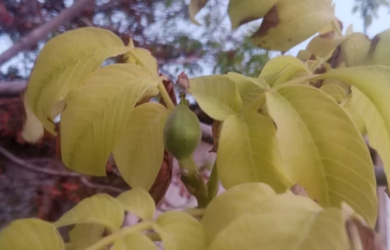 Mevsimleri Şaşırdı, İkinci Kez Meyve Verdi