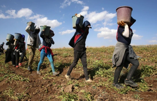 Mevsimlik Tarım İşçilerinin Çalışma Koşulları İyileştiriliyor