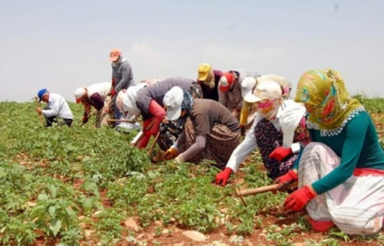 Mevsimlik Tarım İşçilerinin Ücretleri Yüzde 114,6 Arttı