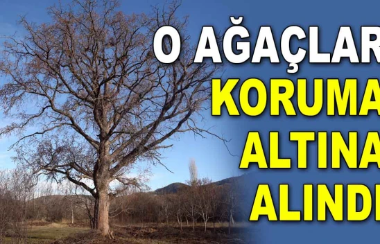 O Ağaçlar Koruma Altına Alındı