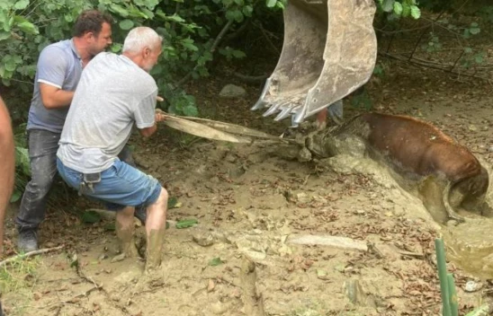 O İneği Ekipler Kurtardı