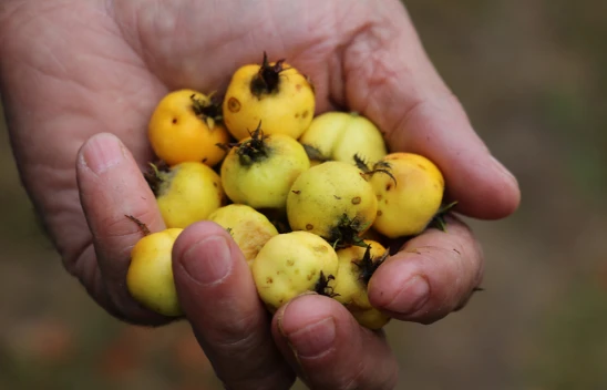 O Meyvenin Faydaları İsmi Gibi Şaşırtıyor