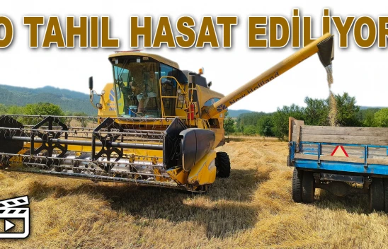 O Tahıl Hasat Ediliyor