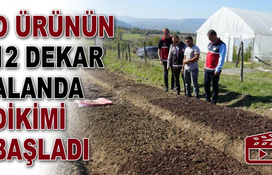 O Ürünün 12 Dekar Alanda Dikimi Başladı