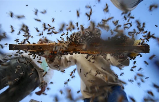 Organik Arıcılık Yapanlara Kovan Başı Destek