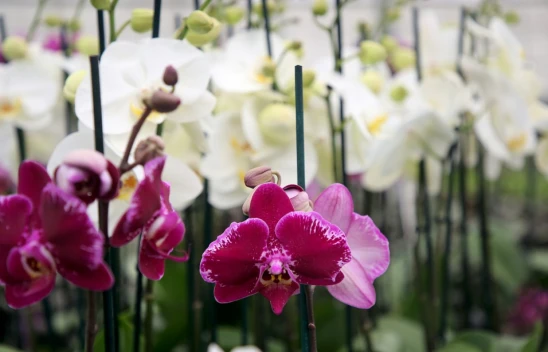 Orkideniz Solmasın: Mutlaka Bilmeniz Gereken 5 Önemli İpucu