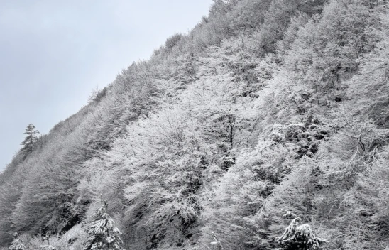 Ormanlar Beyaz Örtüyle Kaplandı