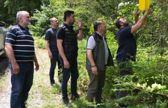 Ormanlara feromon tuzağı kuruluyor