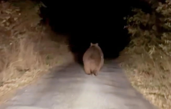 Otomobilin Önüne Ayı çıktı