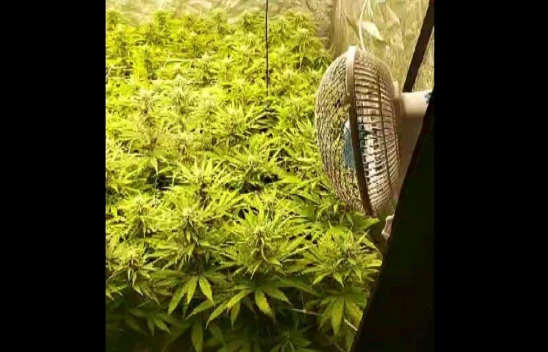 Apartman Dairesini Esrar Bahçesine Çevirmişler