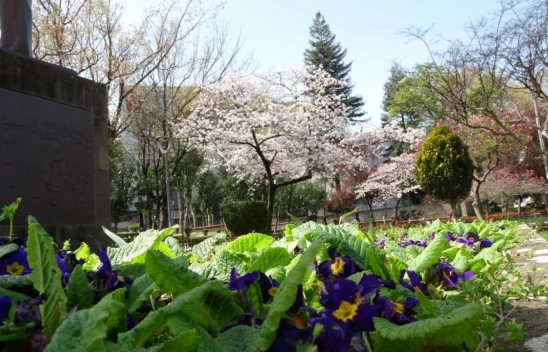 Polen Alerjisine Dikkat!