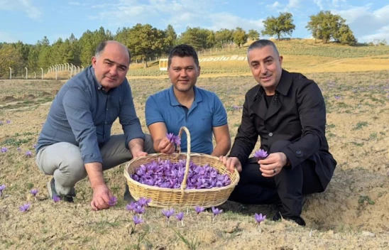 Safranova'da safran hasadı başladı