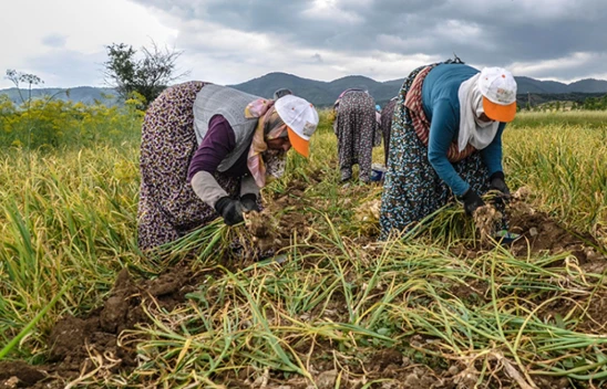 Sarımsak işçilerinin yevmiyesi 300 lira