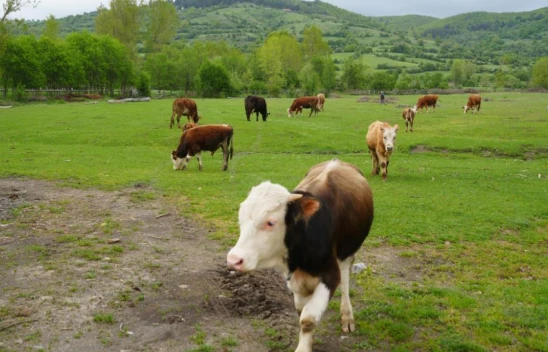 Şehir Hayatından Bıktı, Hayali İçin Kolları Sıvadı