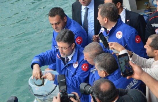 Sinop'ta 11 Bin Mersin Balığı Denize Salındı