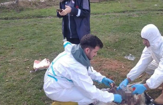 Sinop'ta Ani Koyun Ölümleri: 1 Haftada 18 Koyunu Telef Oldu