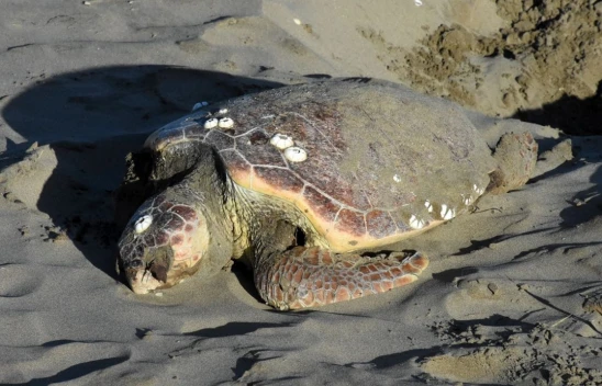 Sinop'ta Nesli Tükenmekte Olan Caretta Caretta Ölü Halde Bulundu