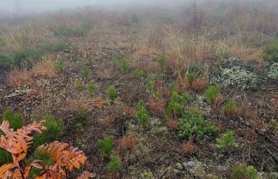 Ormanları Gençleştirme Çalışmaları