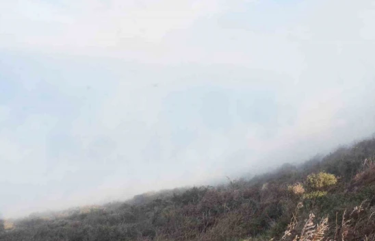 Sinop'ta Ot Yangını