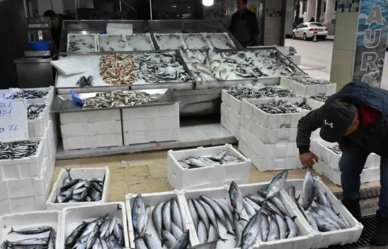 Sinop'ta Palamudun Tanesi 200 Lira!