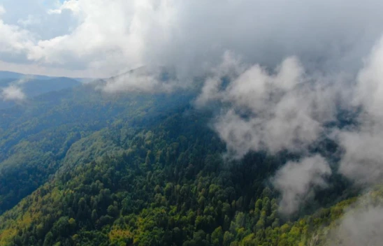 Sis Ve Ormanın Muhteşem Buluşması