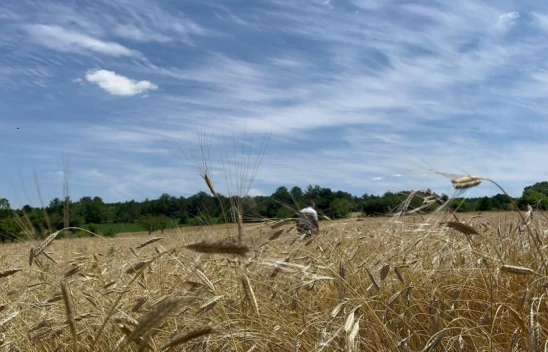 Siyez Hasat Dönemi Başladı