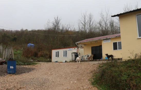 Sokak Hayvanları Kısırlaştırıldı