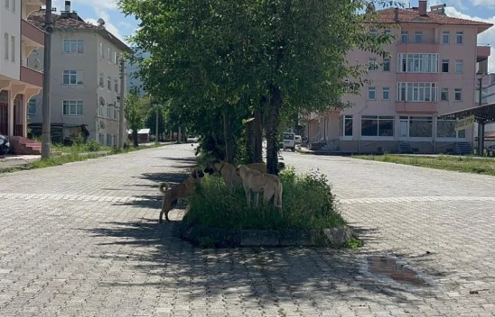 Sokak Köpeklerinden Duvardan Atlayarak Kurtuldu