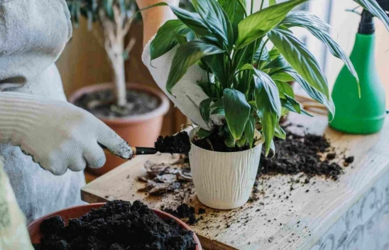 Solan Çiçekleri Canlandıran Basit Yöntem