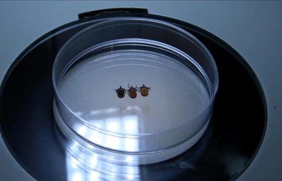 Sonbahar Ve Kış Aylarında Da Keneye Dikkat Edilmesi Uyarısı